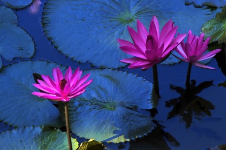 lotus-flower-216119_1280